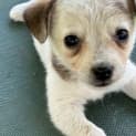 Photo of Peppermint 8 Week Old Jack Russell Terrier (Hold