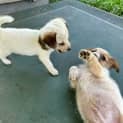 Photo of Peppermint 8 Week Old Jack Russell Terrier (Hold