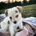 Photo of Peppermint 8 Week Old Jack Russell Terrier (Hold