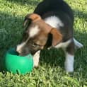 Photo of Clove 8 Week Old Jack Russell Terrier (Hold)