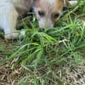 Photo of Nutmeg 8 Week Old Jack Russell Terrier (Trial)