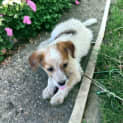 Photo of Nutmeg 8 Week Old Jack Russell Terrier (Trial)