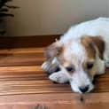 Photo of Nutmeg 8 Week Old Jack Russell Terrier (Trial)