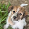 Photo of Cinnamon 8 Week Old Jack Russell Terrier (Hold)