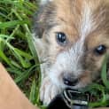 Photo of Cinnamon 8 Week Old Jack Russell Terrier (Hold)