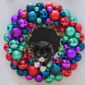 Photo of Pirate ** 2nd Chance Cat Rescue **