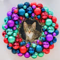 Photo of Hustler **2nd Chance Cat Rescue**