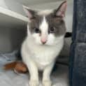 Photo of Sashimi