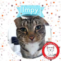 Photo of Impy *9 Lives Project Rescue*