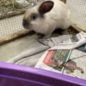 Photo of Havarti