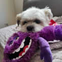 Photo of Ronsey