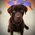 Photo of Waffle