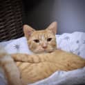 Photo of Boots