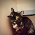 Photo of Olive
