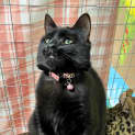 Photo of Kit Kat