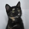 Photo of Quince