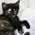 Photo of Quince