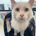 Photo of Puss