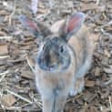 Photo of Fir