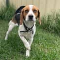 Photo of Buddy