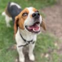 Photo of Buddy