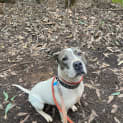 Photo of Chevy