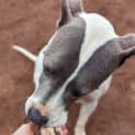 Photo of Chevy