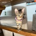 Photo of Maggie