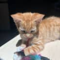 Photo of Wren