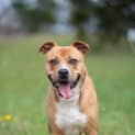 Photo of Nala