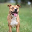Photo of Nala