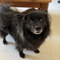Photo of Jett 🥎 German Spitz X, 6yo (On Trial 16/2/24)