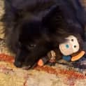 Photo of Jett 🥎 German Spitz X, 6yo (On Trial 16/2/24)