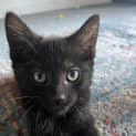 Photo of Selma Bouvier **2nd Chance Pet Rescue**