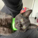 Photo of Selma Bouvier **2nd Chance Pet Rescue**