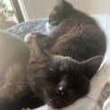 Photo of Patty Bouvier **2nd Chance Cat Rescue**