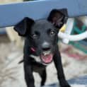 Photo of Ember