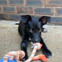 Photo of Ember