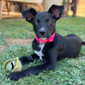 Photo of Ember