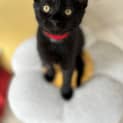 Photo of Inky