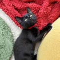 Photo of Inky