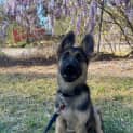 Photo of Draco