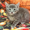Photo of Meatball
