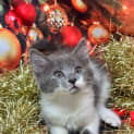 Photo of Tater Tot