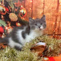 Photo of Tater Tot