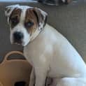Photo of Chip