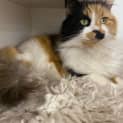 Photo of Cookie