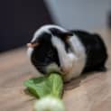 Photo of Astro / Peppa