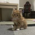 Photo of Chica