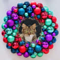 Photo of Lady Sif **2nd Chance Cat Rescue**